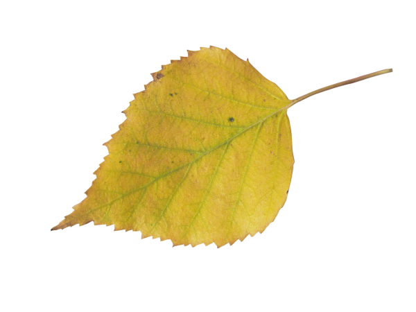 Осенние березовые листочки