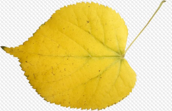 Листок березы желтый