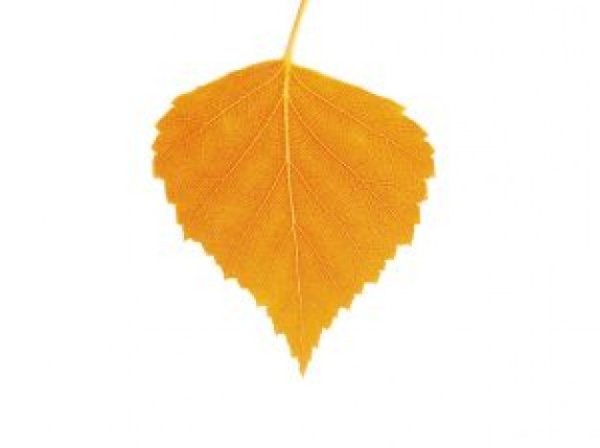 Березовый лист на прозрачном фоне