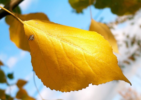 Листья березы осенью