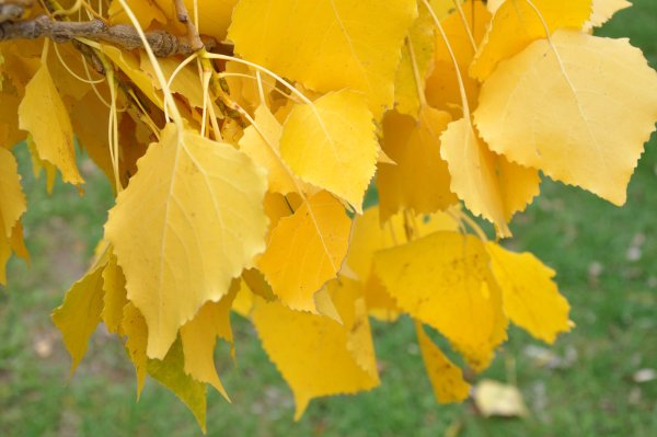 Береза желтая Betula lutea