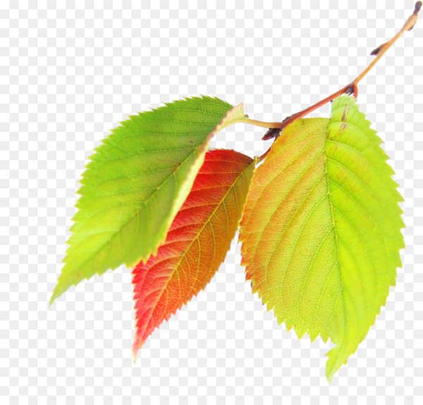 Берёза листья