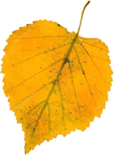 Лист березы желтый