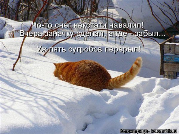 Котоматрица зима
