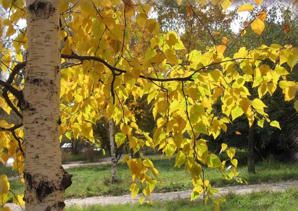 Betula pubescens осень