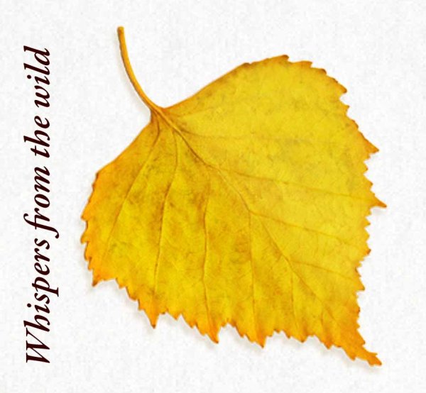 Берёза листья