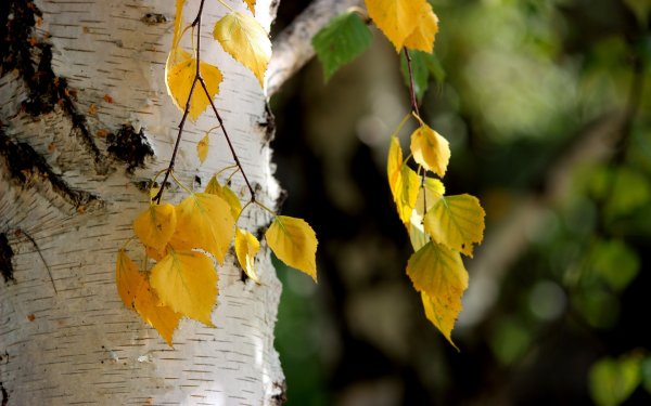 Береза осенью