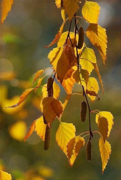 Листья березы осенью