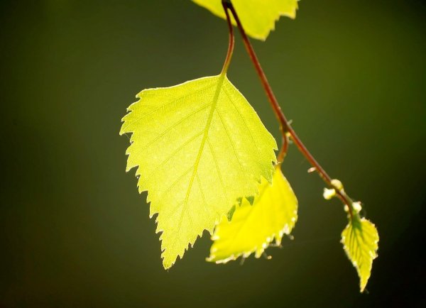 Ялта 35 (березовый лист)