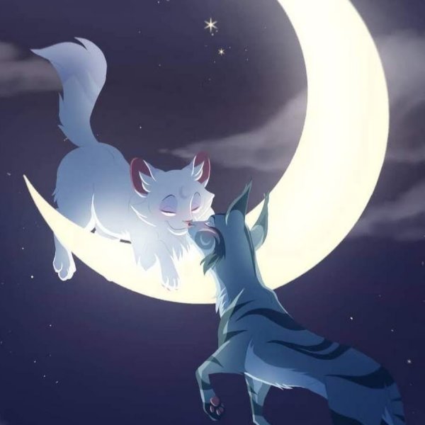 Коты Воители половинка Луны