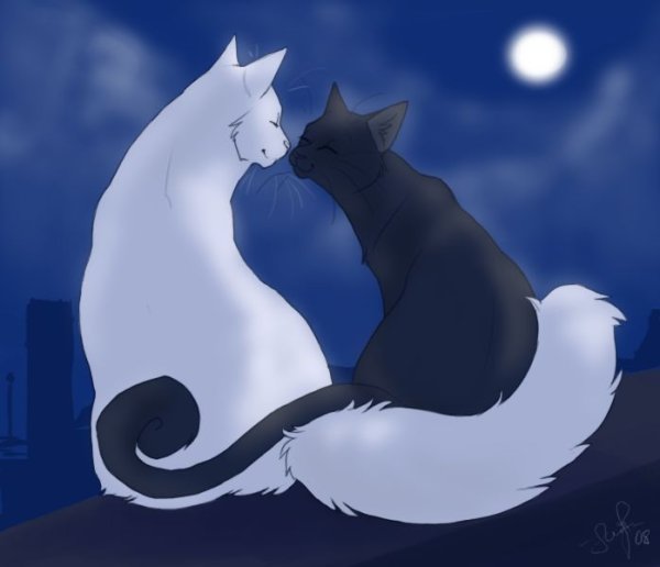 Аниме коты Воители любовь