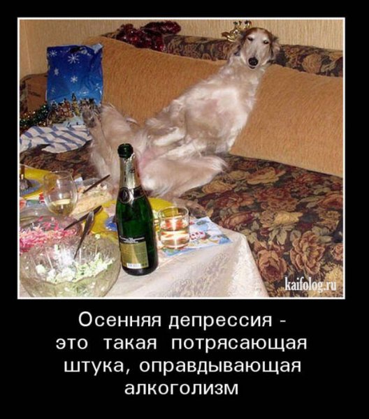 Пьянка прикольные картинки