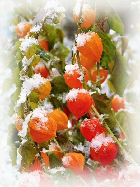 Осенний букет со снегом
