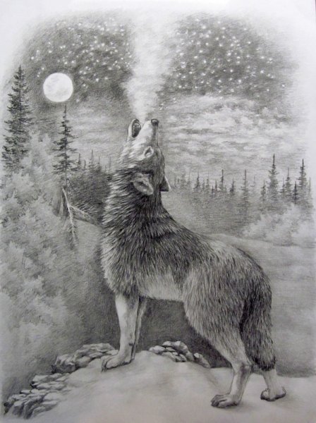 Волк воет на луну рисунок карандашом