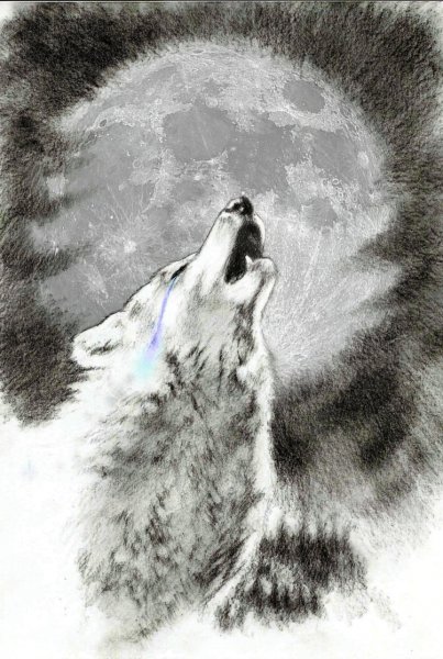 Волк воет на луну рисунок