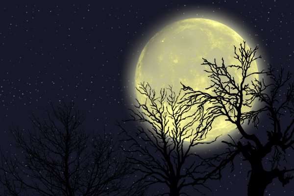 Дерево в лунном свете