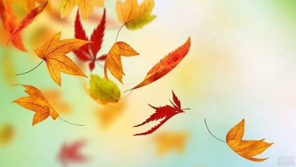 Падающие осенние листья