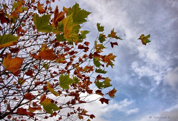 Осенние листья на ветру