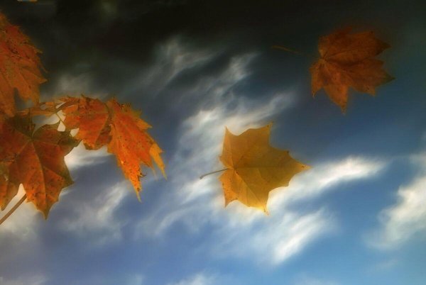 Осень ветер