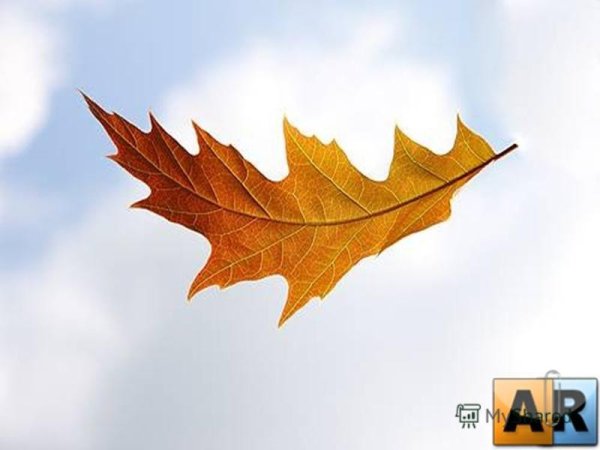 Падающие листья