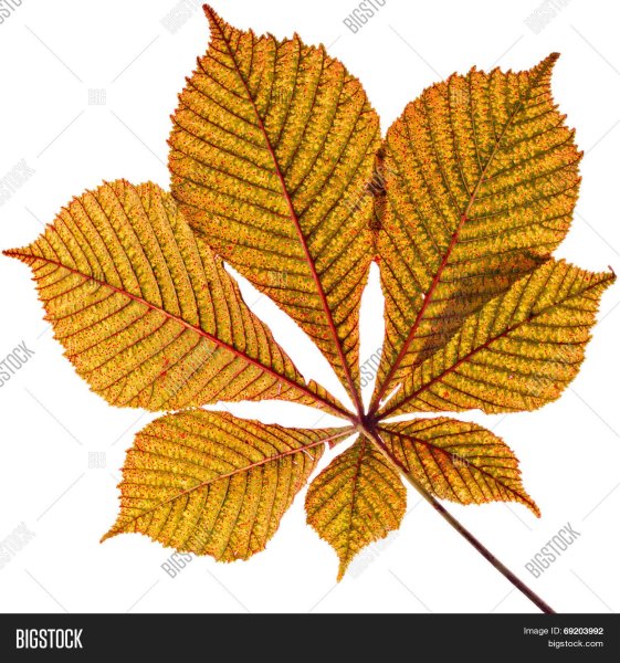 Осенние листья каштана