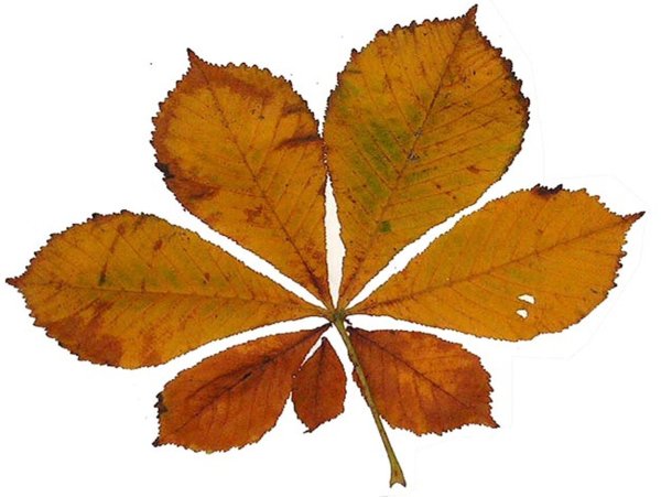 Каштановый лист
