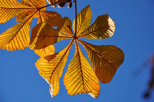 Листья каштана осенью