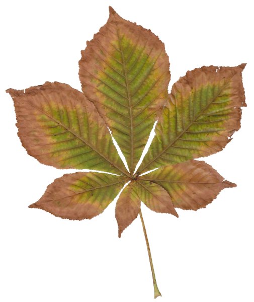 Листья клена и каштана