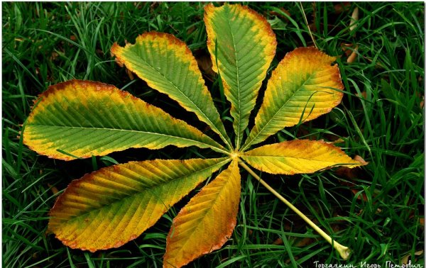 Конский каштан листья