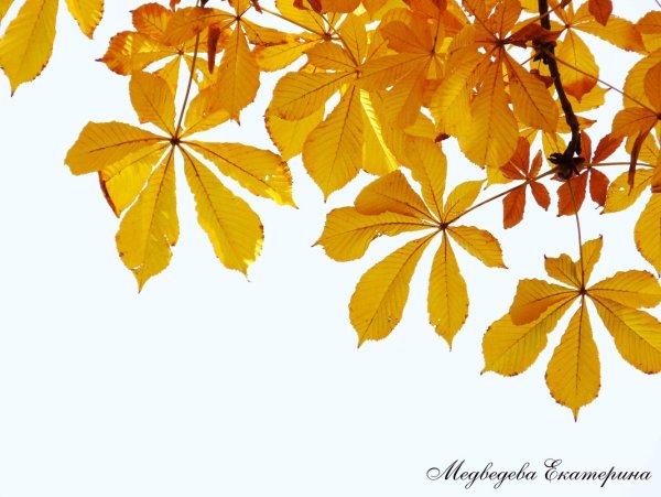 Лист каштана осенний на белом фоне