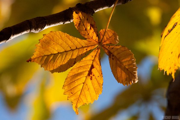 Листья каштана осенью