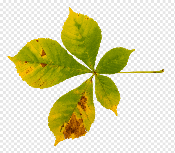 Лист каштана