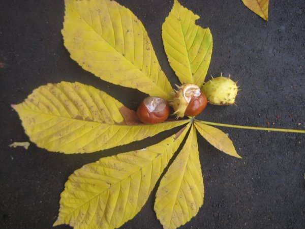 Листочки каштана