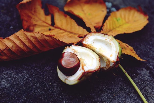 Листья осенних каштанов