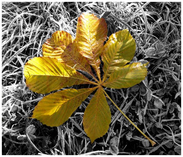 Осенние листья каштана