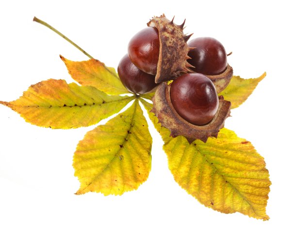 Ветка каштана