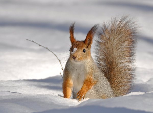 Белка зимой