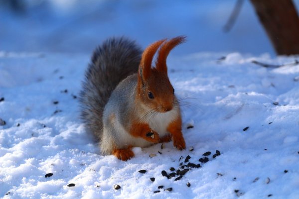 Животные на з