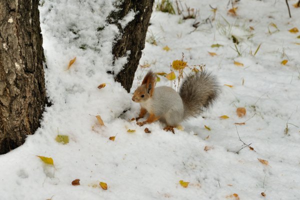Сказочный зимний лес с белочками