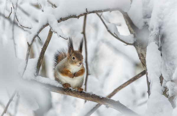 Белка в снегу