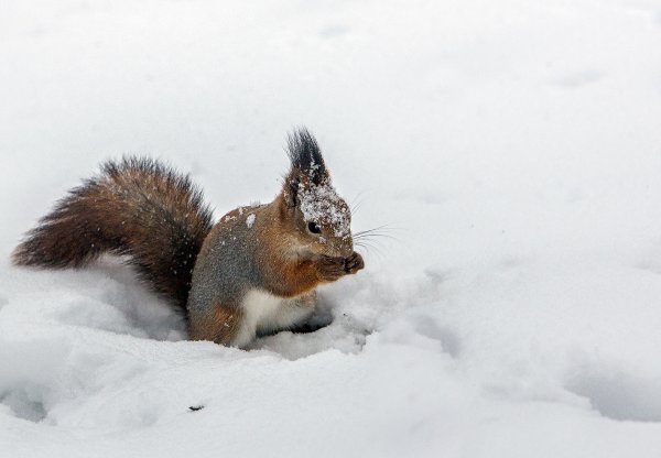 Белочка зимой