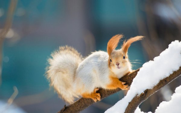 Зимние зверьки