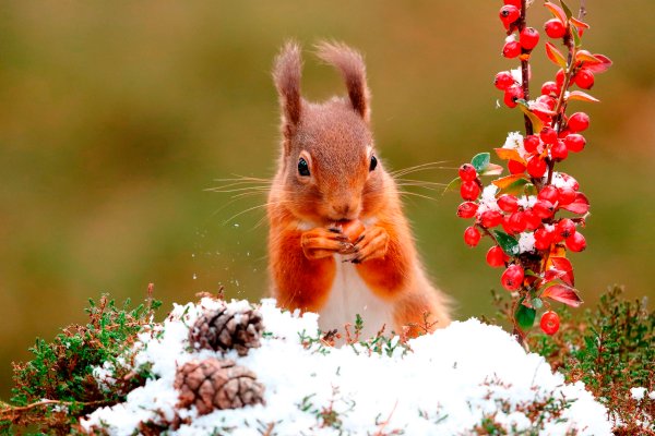 Белки в зимнем лесу