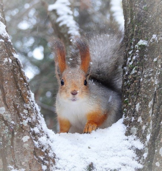 Белка в снегу