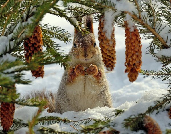 Белка зимой в лесу