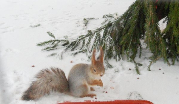 Беличьи следы на снегу