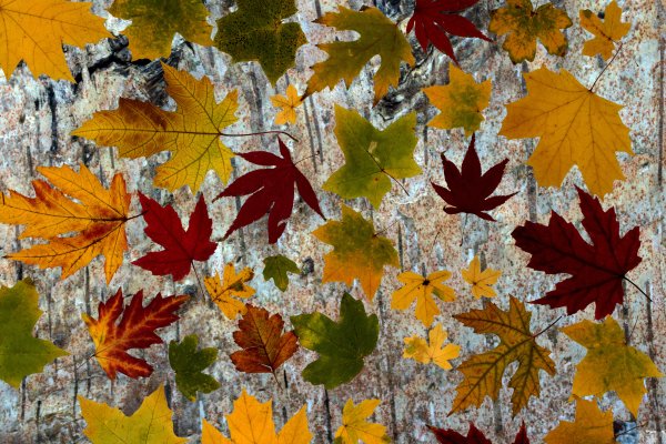 Осень кленовые листья