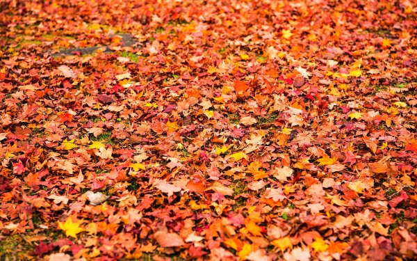 Много листьев