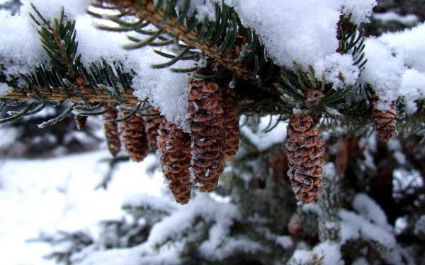 Ель в снегу