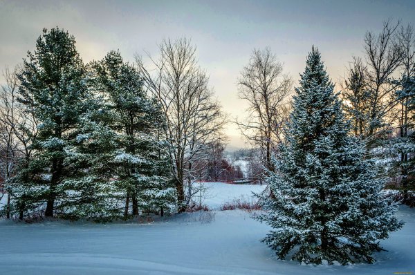 Елка в зимнем лесу